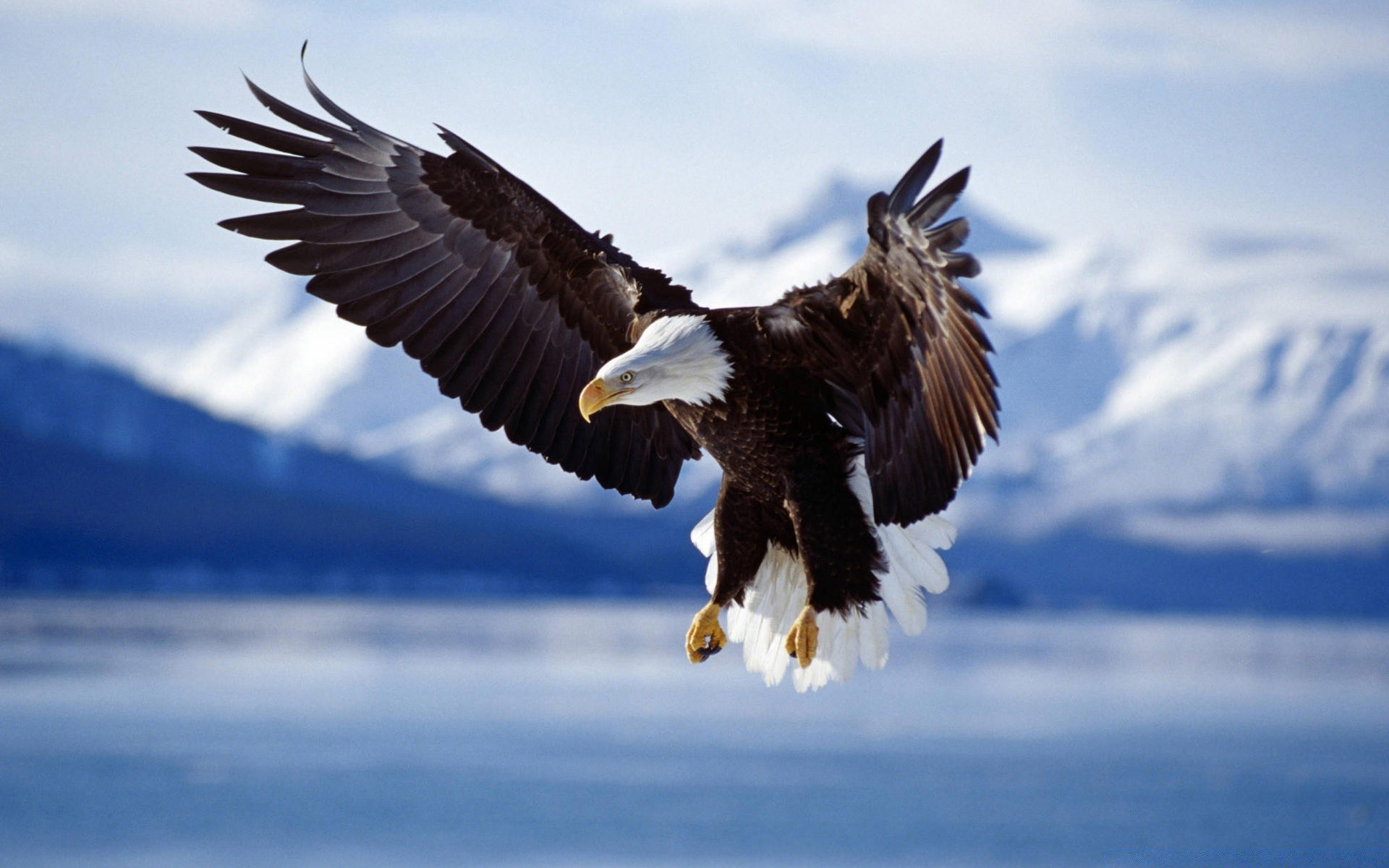 aigle rapace oiseau faune pygargue à tête blanche proie animal nature à l extérieur chauve vol sauvage