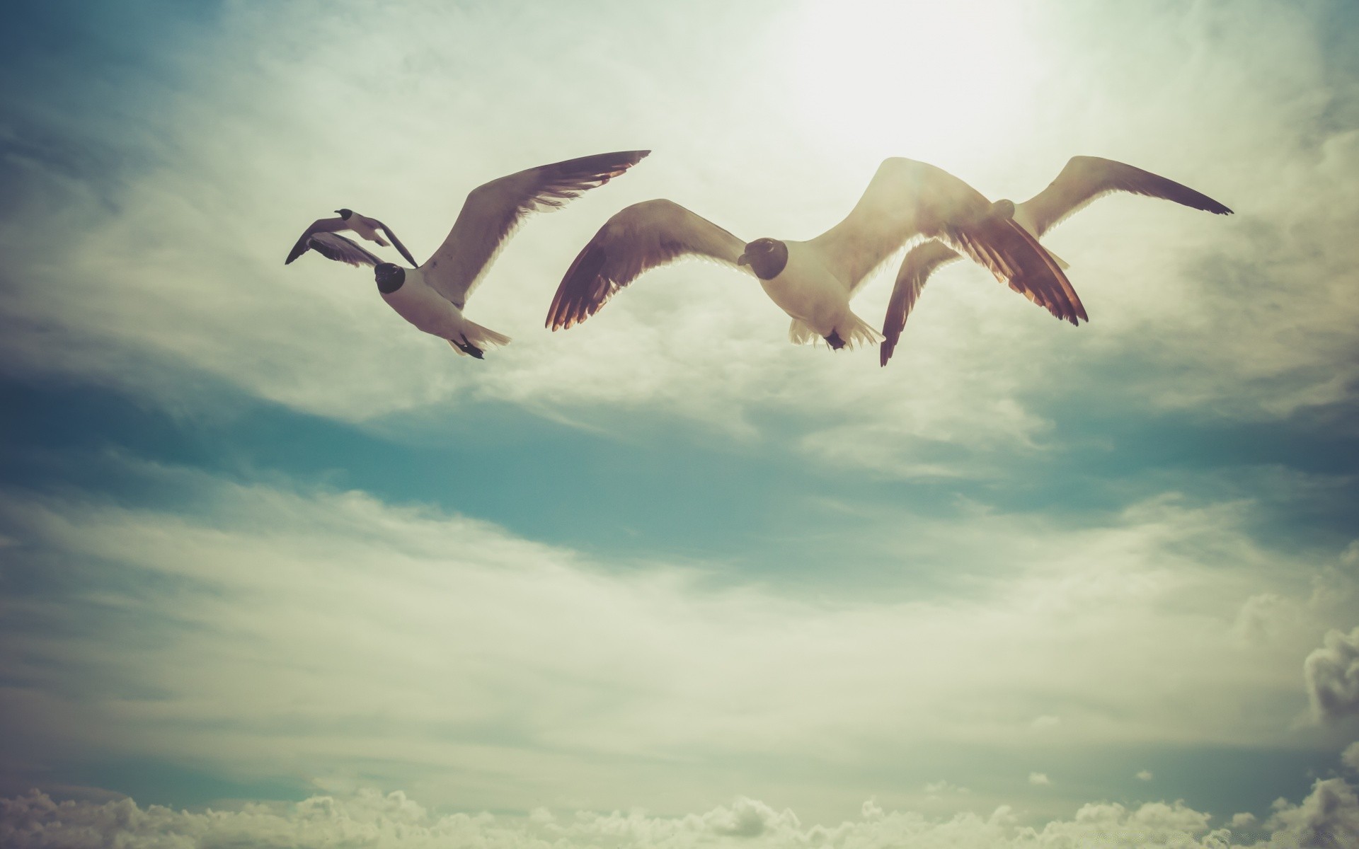 vögel himmel vogel im freien freiheit natur wasser flug dämmerung sonne sonnenuntergang möwen tierwelt unfruchtbar sommer