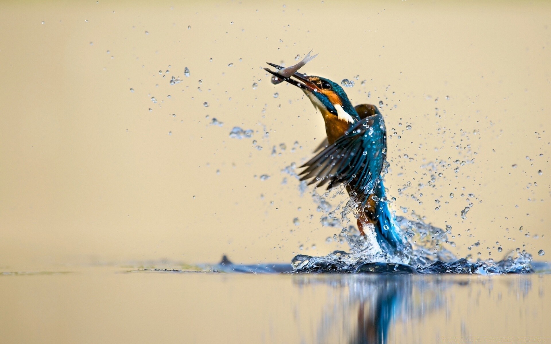 aves água pássaro reflexão praia cor ao ar livre movimento sozinho natureza