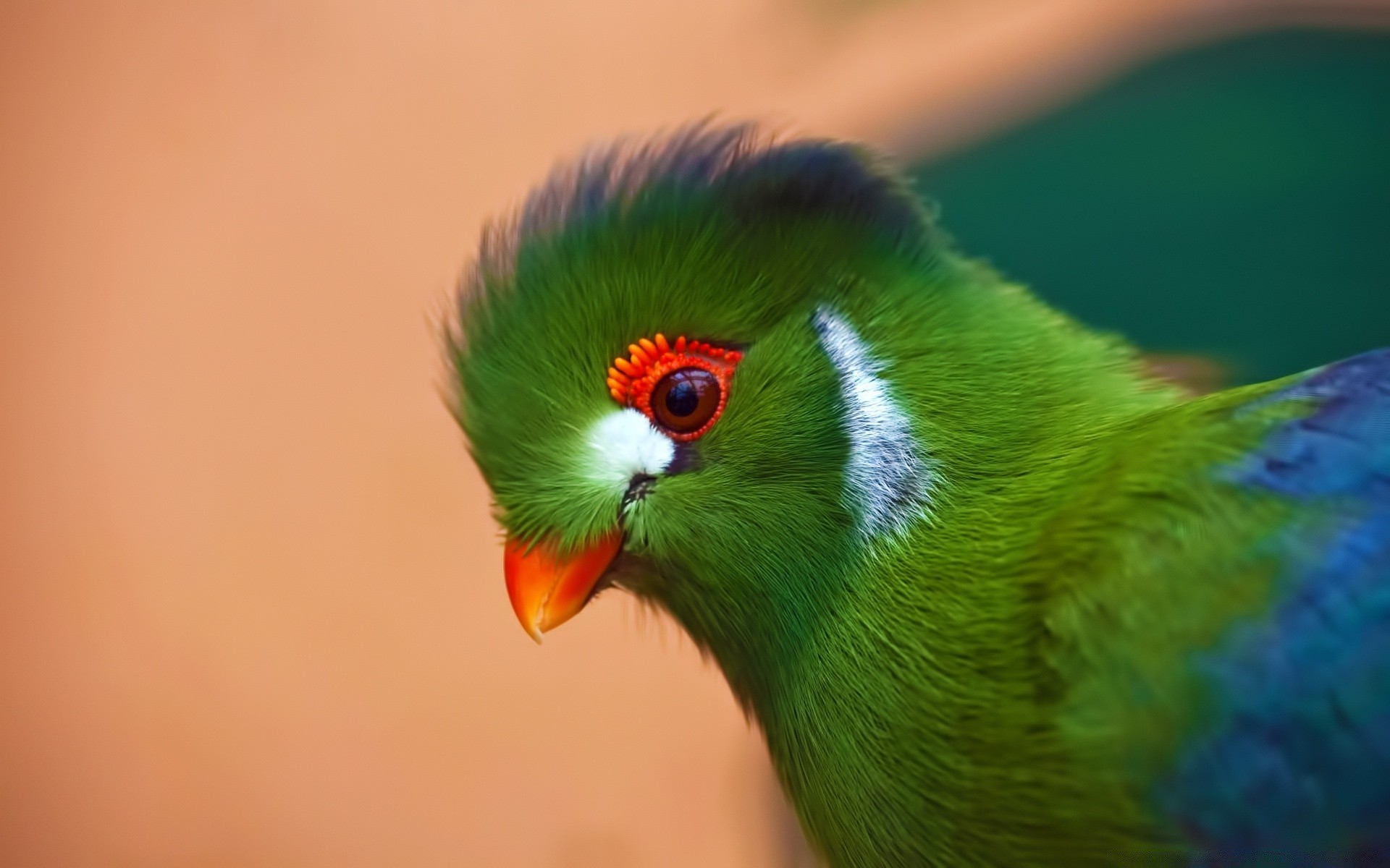 papuga ptak dzika zwierzę natura pióro kolor avian tropikalny rozmycie dziki dziób