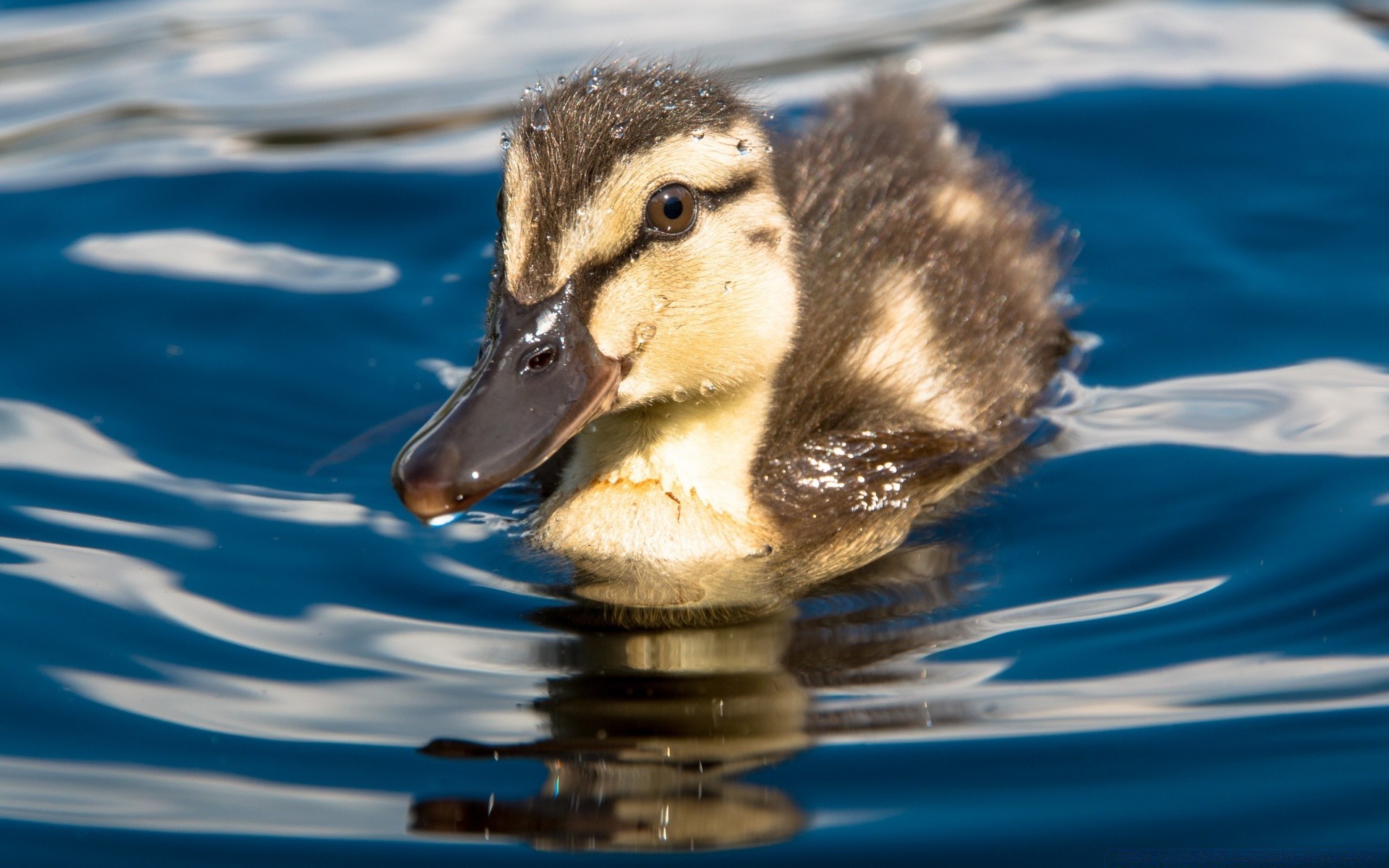 küken ente wasser schwimmen tierwelt vogel natur entlein schwimmbad see reflexion nass im freien wasservögel tier eine stockente vögel