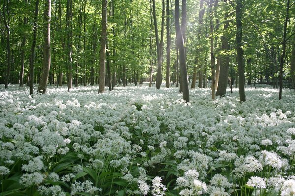 Grüner Wald mit weißen Blüten bedeckt