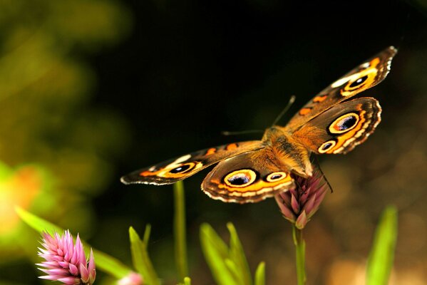 Schöner Schmetterling auf einer Blume in freier Wildbahn