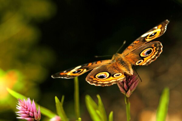 जंगली में एक फूल पर सुंदर तितली