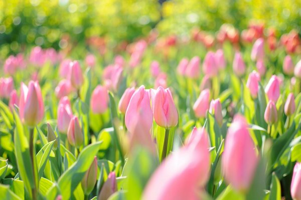 Zarte rosa Tulpen