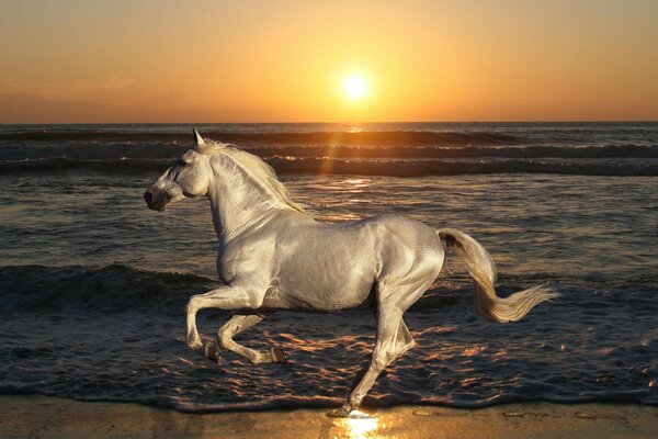 Caballo en la orilla del mar en el fondo