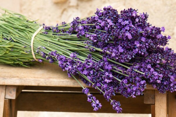 Lavendel Berg-Lavendel unserer Treffen mit dir