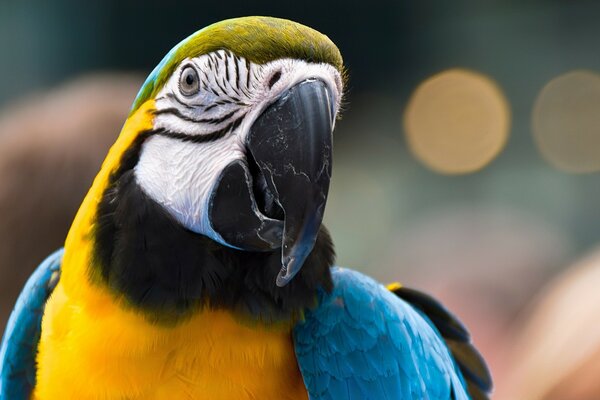 Bright colors of nature. Macaw Parrot