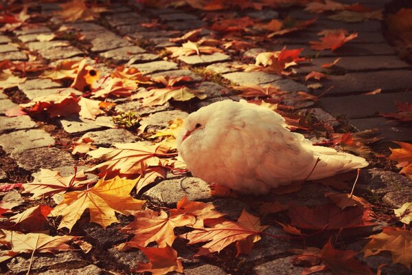 Die weiße Taube schrumpfte im Herbst vor Kälte