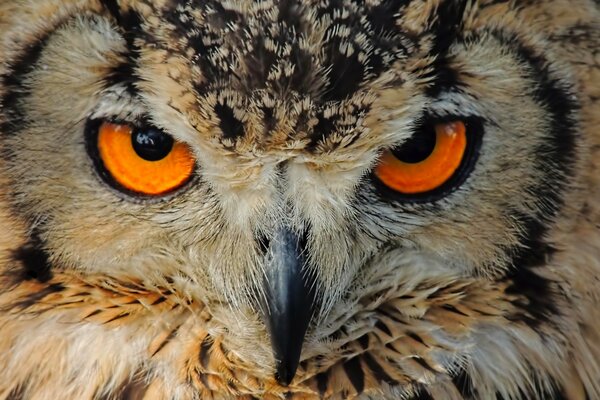 Búho de aves en un disparo Aproximado