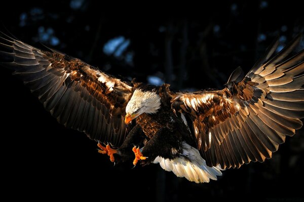 Adler, ein Raubvogel der Wildnis