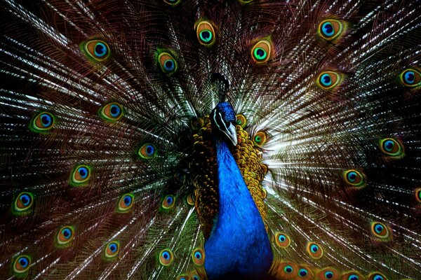 A bright peacock with a chic tail