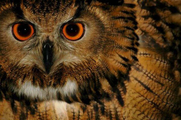 The penetrating gaze of a forest owl