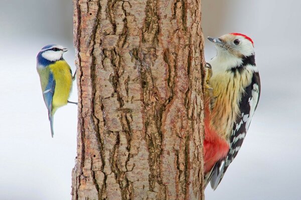 Nous sommes si différents, mais chacun de nous comme des oiseaux, voler à sa hauteur