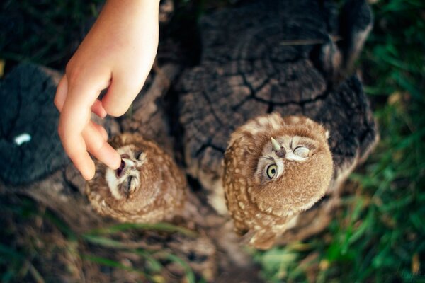 Two owls are sitting on a tree