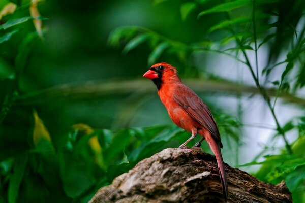 Pájaro rojo en la naturaleza