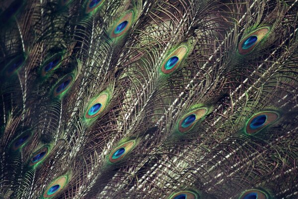 Foto de plumas de cola de pavo real