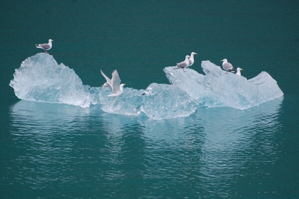 Seagulls on an iceberg in the open sea