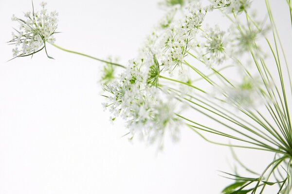 Foto von weißen Blüten und grünen Blättern