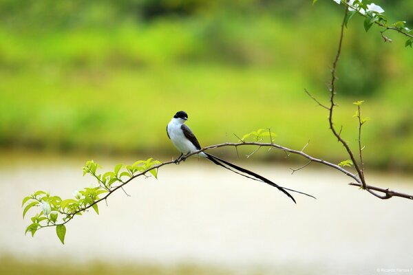 An amazing bird with a long tail turned its head