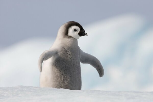 Pequeño pingüino en la naturaleza