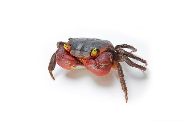 Petit crabe rouge sur fond blanc