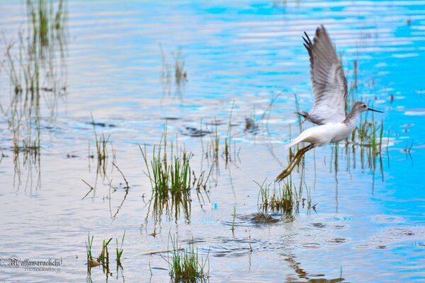 鸟飞过湖水