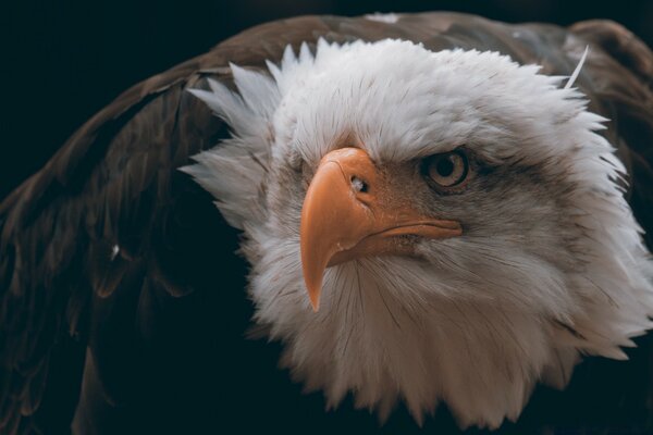 Ein gewaltiger Steinadler. Sieht schrill aus