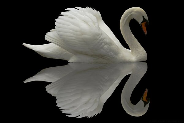 Cisne branco solitário em fundo preto