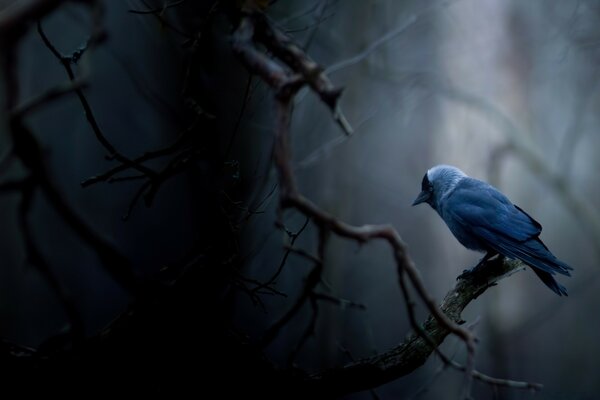 Einsamer blauer Vogel im Wald