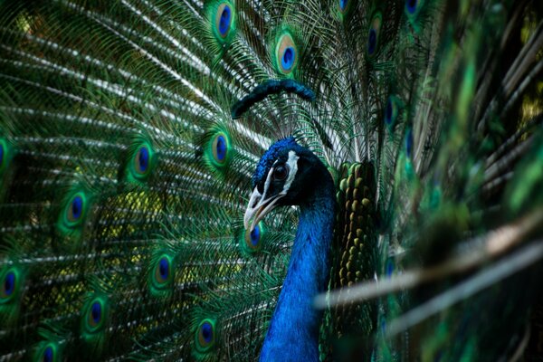 Beautiful peacock bird in macro photography