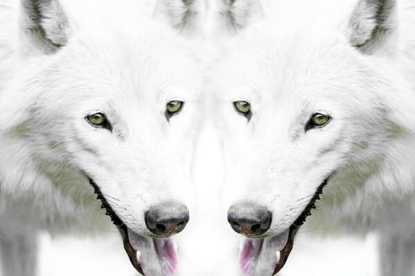 Two white wolves on a background of snow