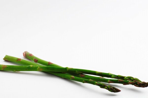 Asparagus sprouts on a white background