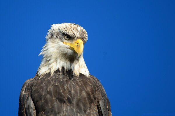 Un águila orgullosa con una mirada penetrante