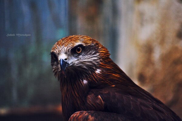 Aquila di straordinaria bellezza nella foresta