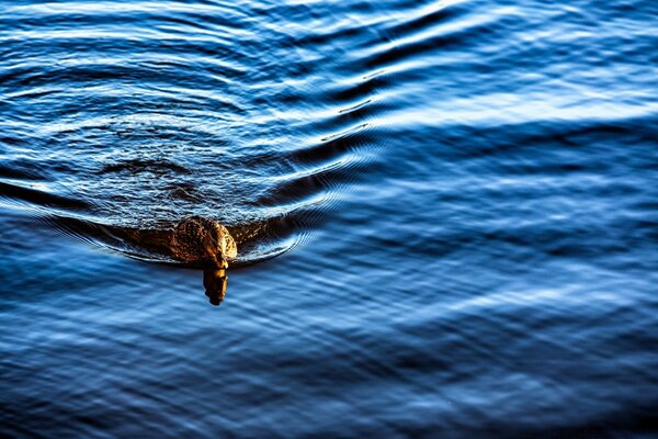 Nuoto grazioso dell anatra sul lago