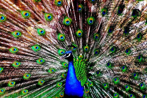 Pavão azul com cauda grande