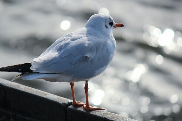 A white gull looks at the water