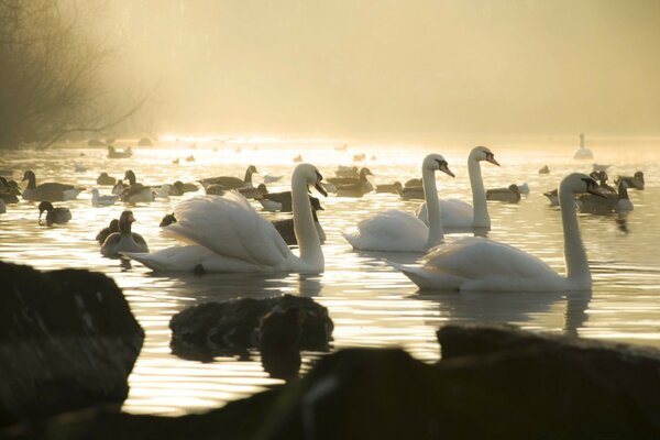 Desktop image swans on the water