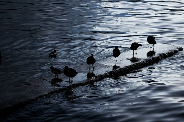 Volatile. Lago Titicaca, Bolivia HD