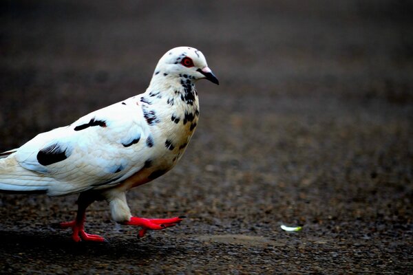 Paloma blanca con patas rojas