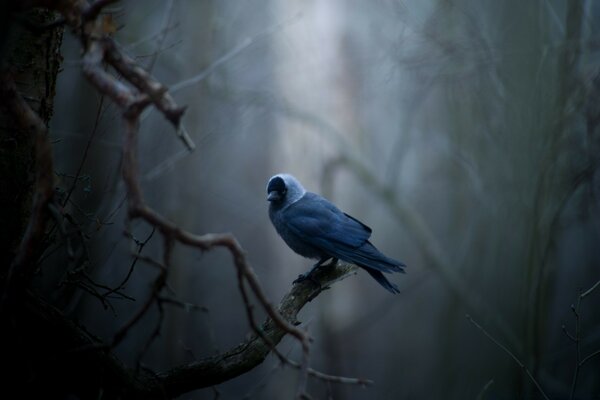 Blauer Vogel im dunklen Wald