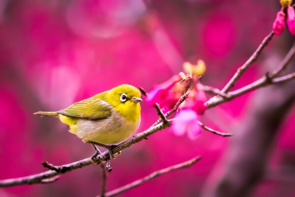 Yellow Bird outdoors