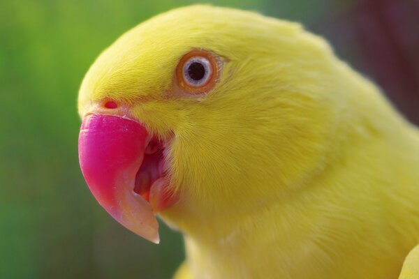 Тропічний папуга. Приголомшливої краси птах