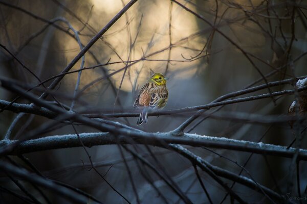 A lonely bird is looking for food