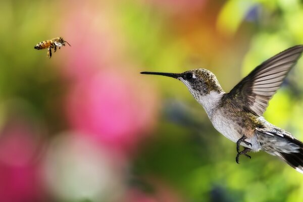 A hummingbird tries to catch a bee