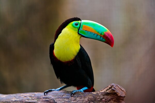 Pájaro tropical brillante con hermoso pico