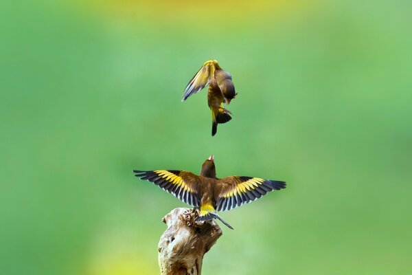 Oiseaux planant dans le ciel