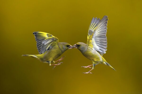 Dos pájaros sobre fondo amarillo