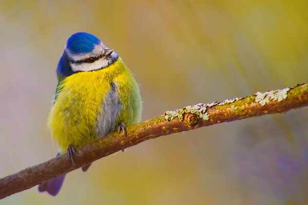 Ein Vogel auf einem Ast hat sich vor Kälte erschlagen